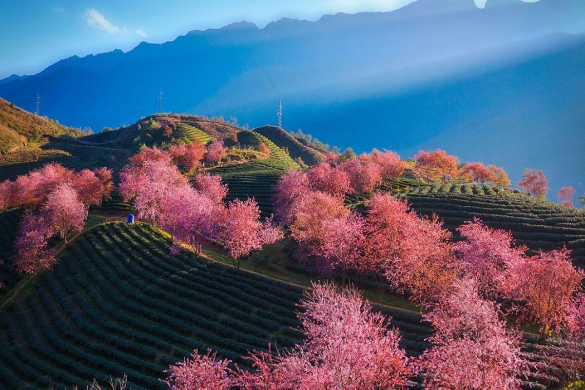 sapa in february blossoms